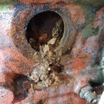 Austin Healey 3000 engine work